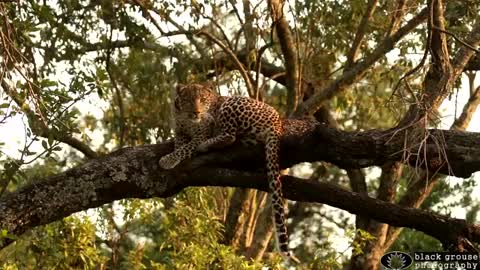 Leopards of Africa Full HD_Cut.mp4