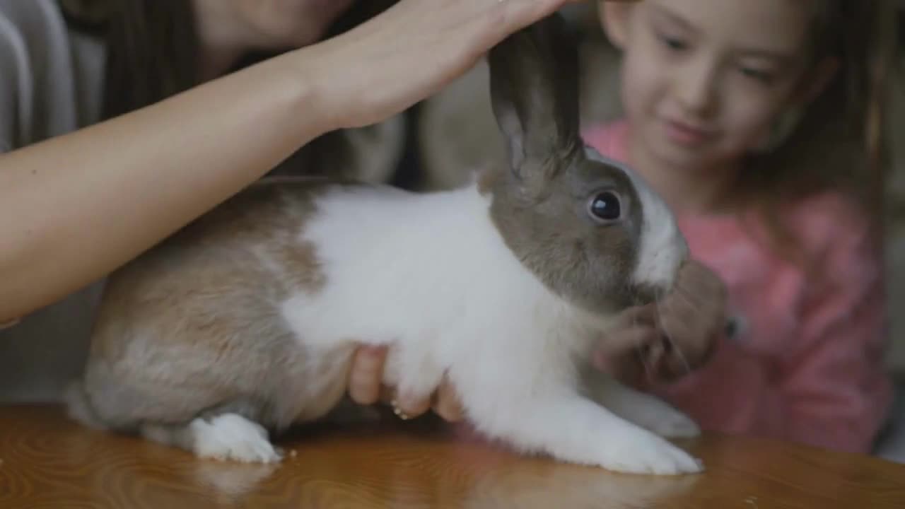 Little girl caressing rabbit