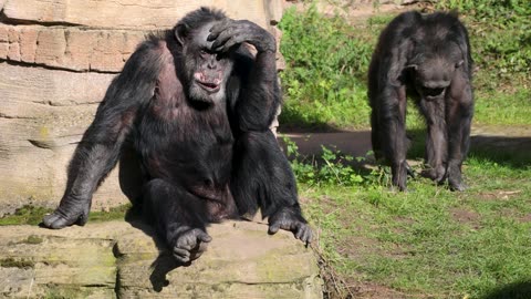 Sad Male Baboon Contemplating What To Do