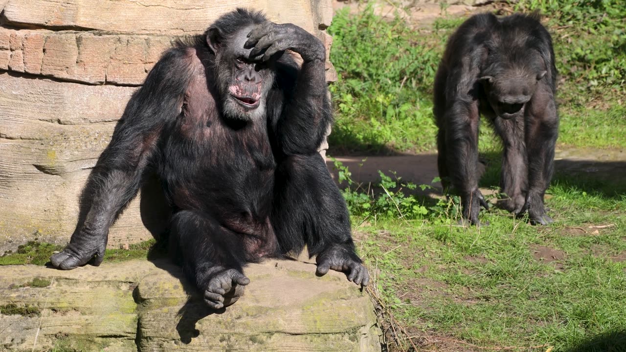 Sad Male Baboon Contemplating What To Do