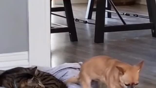 Cats video-sweet cats video #beautiful