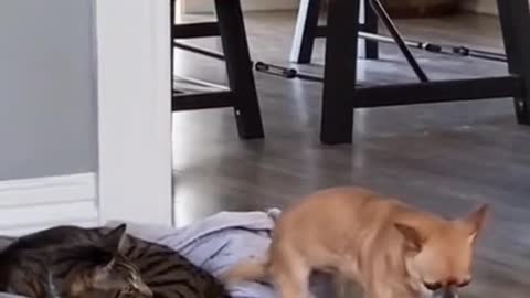 Cats video-sweet cats video #beautiful