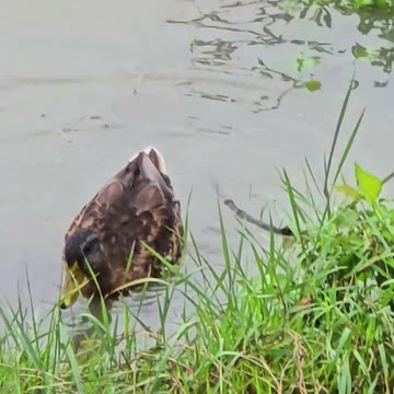 Beautiful swimming in the river/beautiful water birds in the water.
