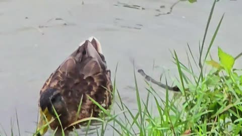 Beautiful swimming in the river/beautiful water birds in the water.