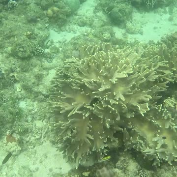 Witnessing Ocean Renewal: Snorkeling on a Healing Reef