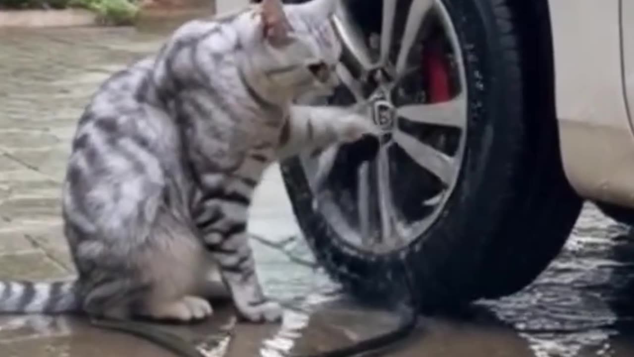 Cat washing the car