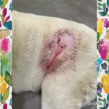 La lucha por sobrevivir de un perrito tras ser enterrado vivo en un barranco (2)