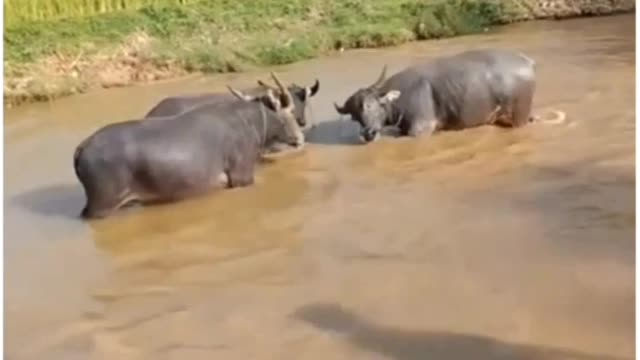 buffalo in the middle of the stream