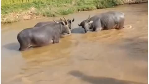 buffalo in the middle of the stream