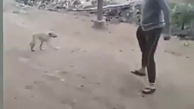 Dog hits man