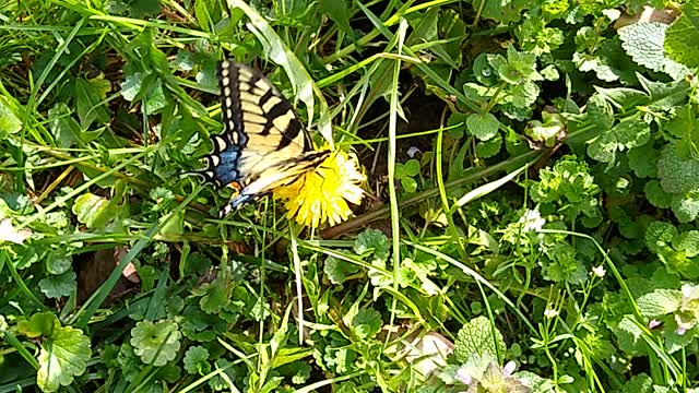 Butterfly on dandelion