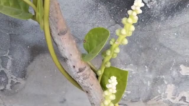 The vine was covered with bunches of fruit