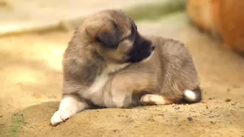 Cutes Dogs| Video Compilation