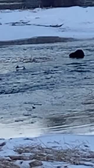 Mr. otter and a bird fishing
