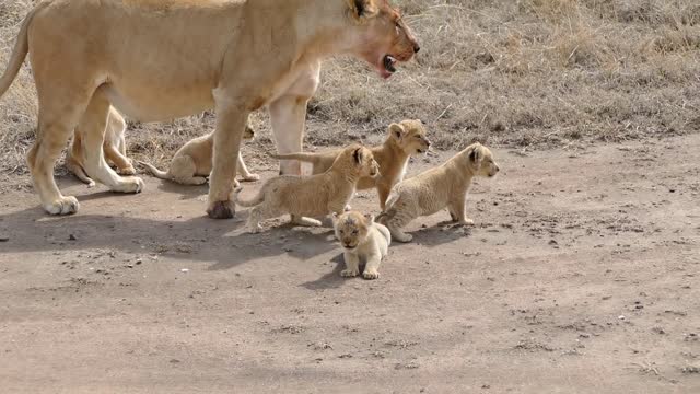 SIX LION CUBS enjoy their first outdoor adventure