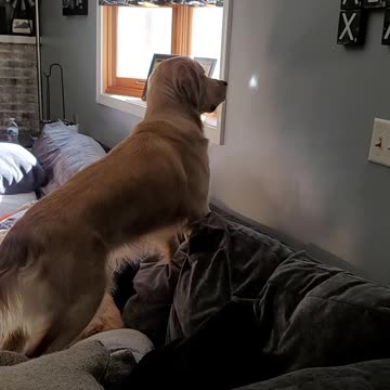 Puppy Tries to Eat Light