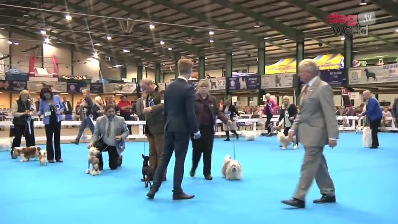 Midland Counties Dog Show 2016 - Toy group Shortlist