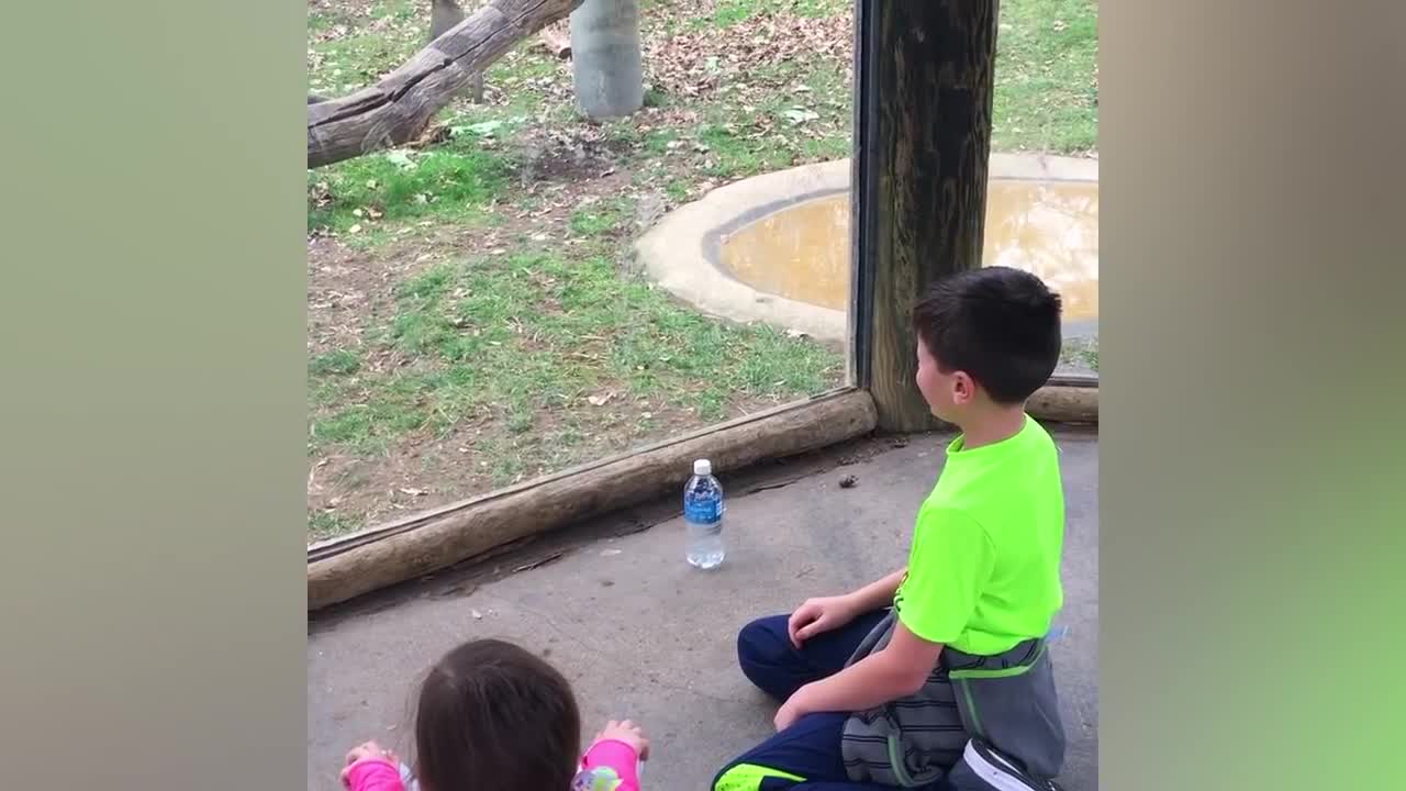 Great Funny Babies At The Zoo - LAUGH TRIGGER