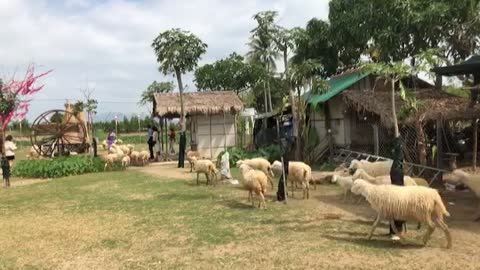 The Movement of cute sheep