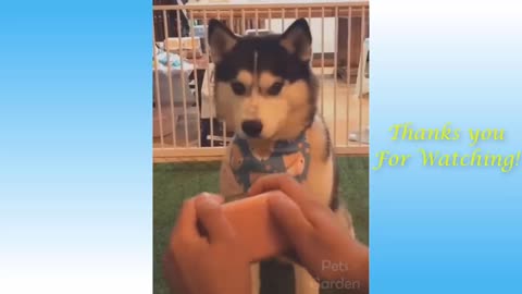 cute pets FUNNY animals compilation 2