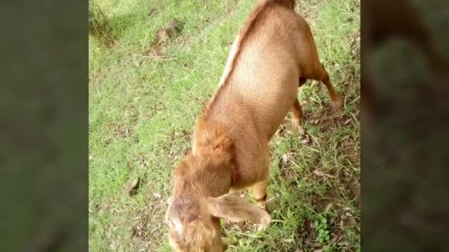 Nature and goat best relaxa