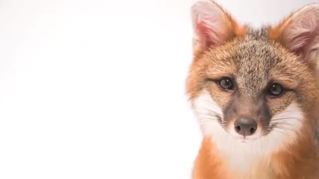 this cutie is a juvenile gray fox