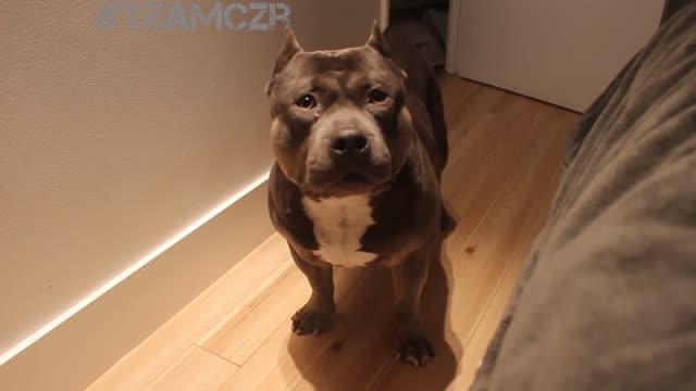 The Talking dog Czr American Bully is so smart