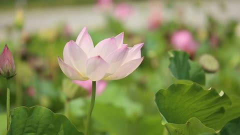Natural Kamal Karen phool