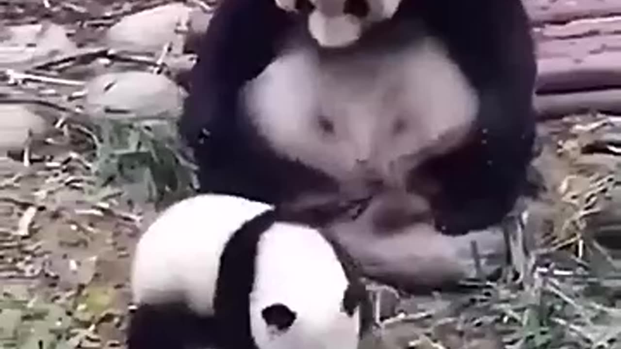 Pandas Playtime 🐼🎉 - Adorable Panda Fun with Their Bestie!