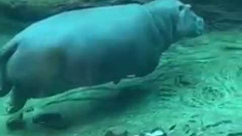 hippopotamus