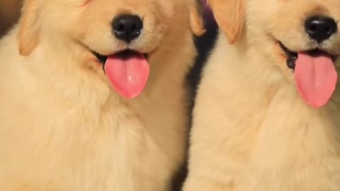 Two cute little dogs