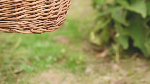 Carrying A Basket Full Of Harvested Grapes