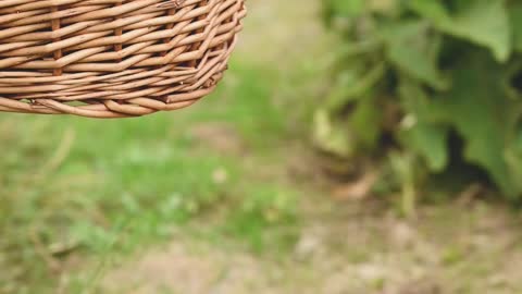 Carrying A Basket Full Of Harvested Grapes