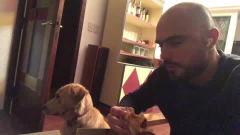 Dog gets shy looking at pizza