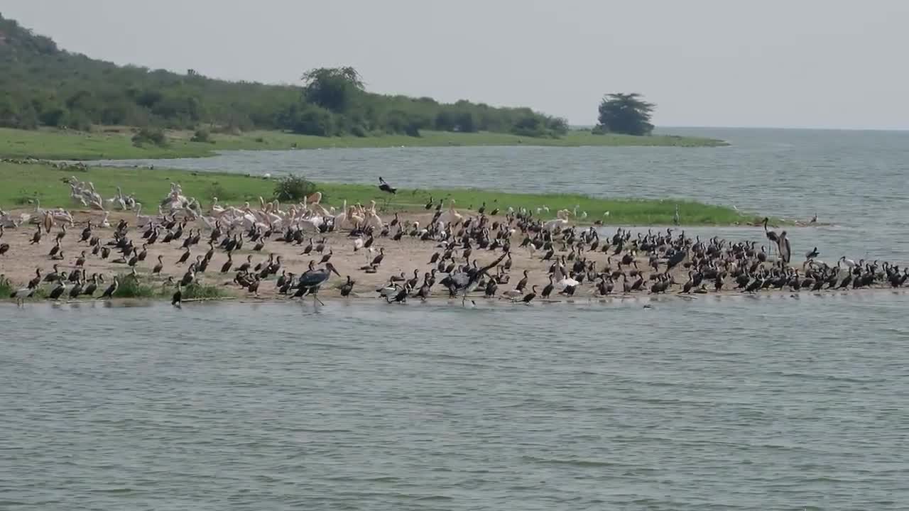 visit Queen Elizabeth National Park, Uganda