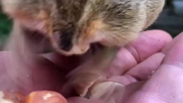 Funny Cute Animals | #11