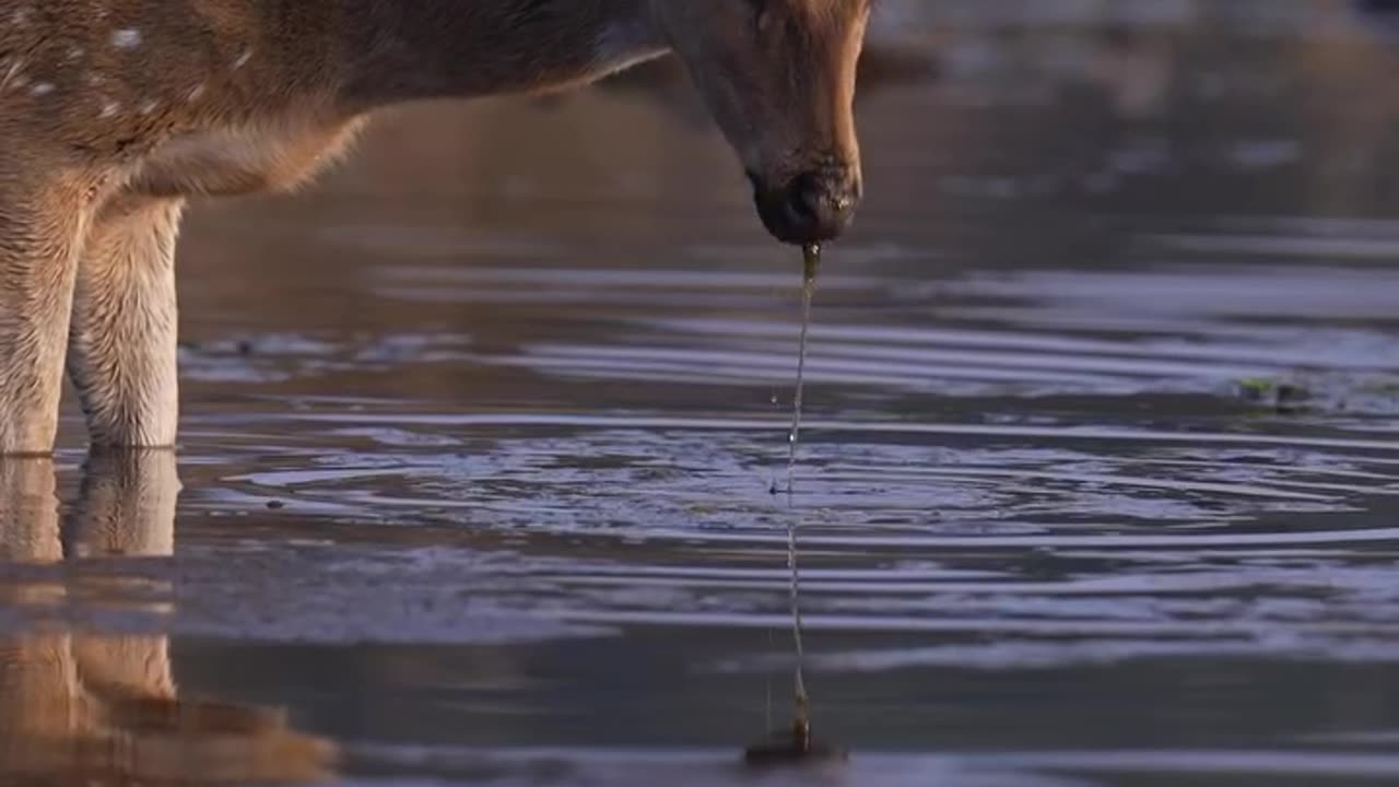 Wildlife