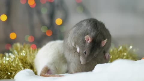 Gray and white rats playing together