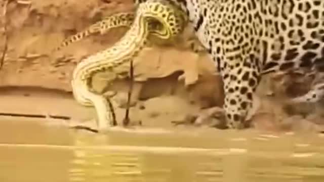 Jaguar caught Anakonda in Water.