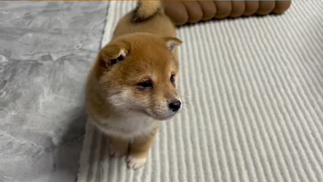 Do you really love dogs, or do you want to touch the head of every dog