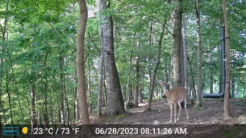 The Woods – 06/28/2023