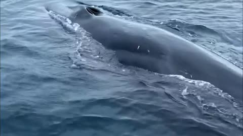 Fin whale found north ocean