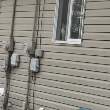 Kitty watches me while I did yard work