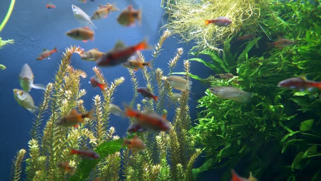 Aquarium Fish video