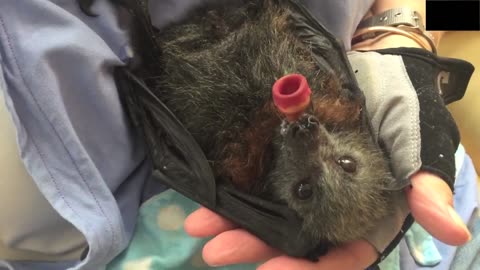 Rescuing & reuniting a baby flying-fox with her mum this is Crimson