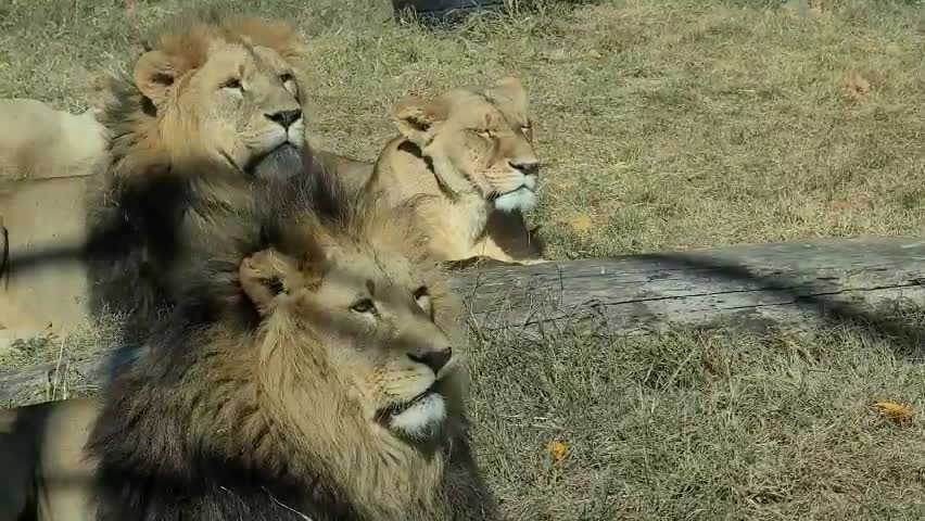 Three lions looking at the same place