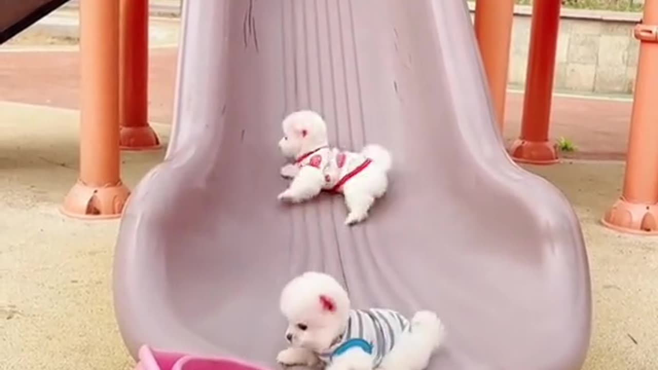 Cute dogs have fun