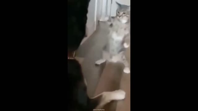 Dog or cats funny videos 2022