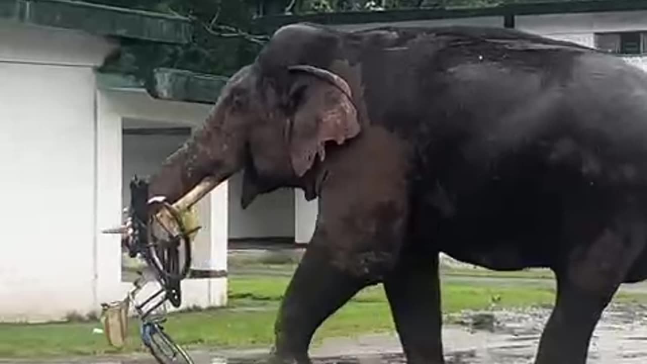 Elephant