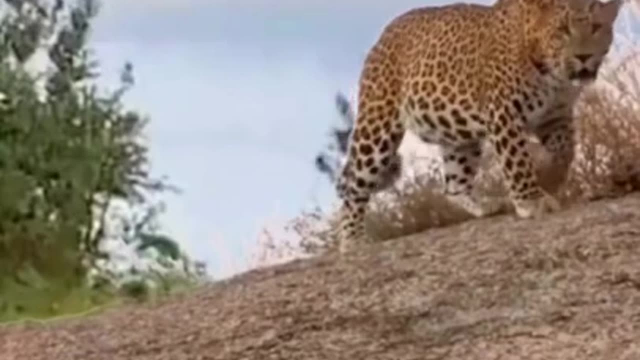 Hawk Trying To Peck The Tiger #shorts #viral #shortsvideo #video